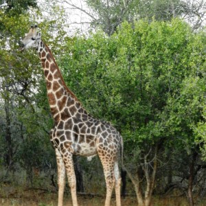 Giraffe