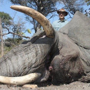 Caprivi Trophy Elephant Bull