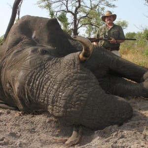 Kavango (Namibia) Elephant Bull