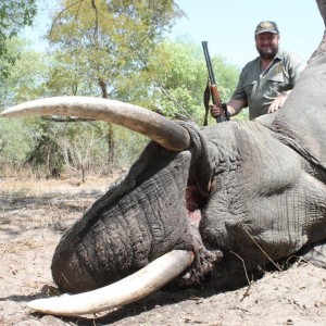 Caprivi Elephant