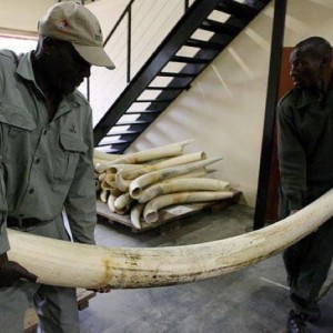 Seized Ivory