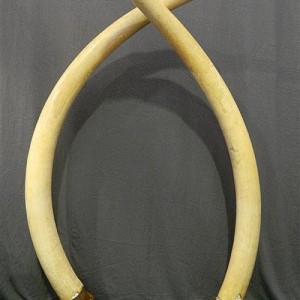 Tusks