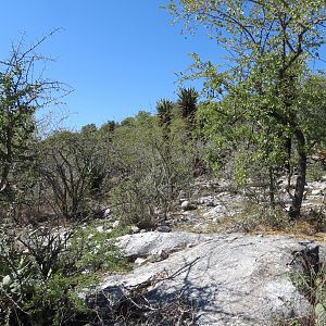 Aloes Namibia