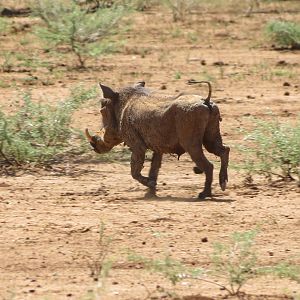 Warthog Namibia