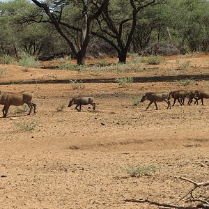 Warthog Namibia