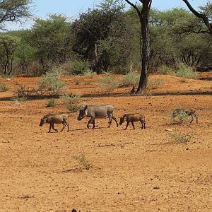 Warthog Namibia