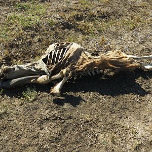 Eland skeleton Namibia