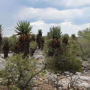 Aloes Namibia