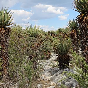 Aloes Namibia