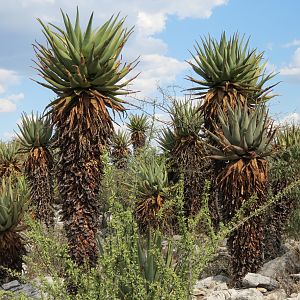 Aloes Namibia