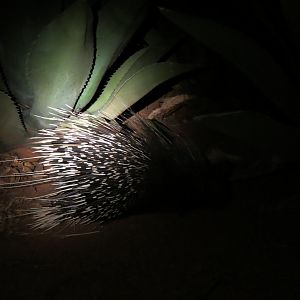 African Porcupine Namibia