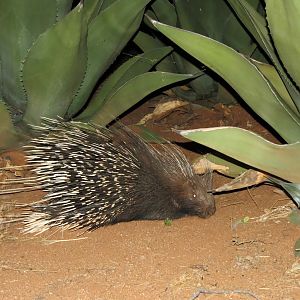 African Porcupine Namibia