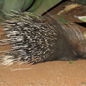 African Porcupine Namibia