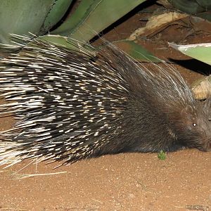 African Porcupine Namibia