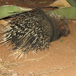 African Porcupine Namibia