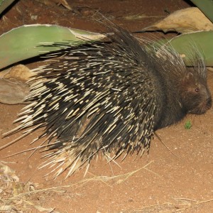 African Porcupine Namibia