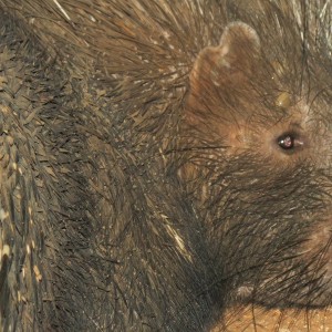 African Porcupine Namibia