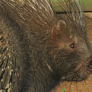 African Porcupine Namibia