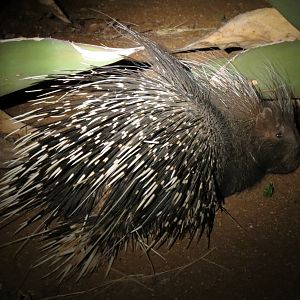 African Porcupine Namibia