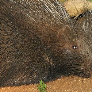 African Porcupine Namibia