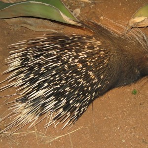 African Porcupine Namibia