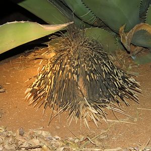 African Porcupine Namibia