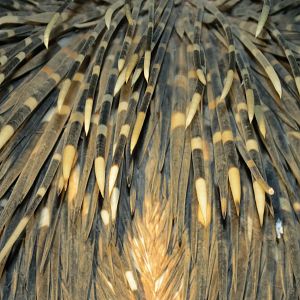 African Porcupine Namibia