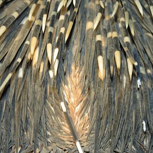 African Porcupine Namibia