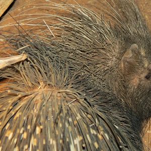 African Porcupine Namibia