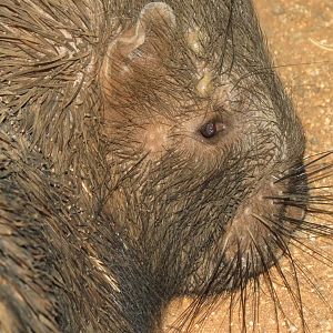 African Porcupine Namibia