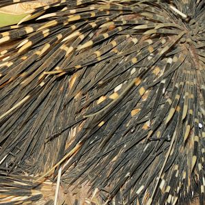 African Porcupine Namibia