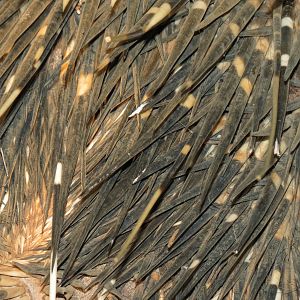 African Porcupine Namibia