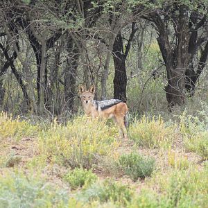 Back-Backed Jackal Namibia