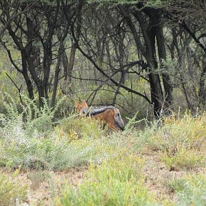 Back-Backed Jackal Namibia