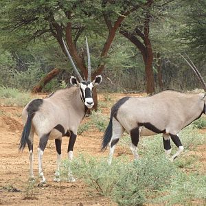 Gemsbok Namibia