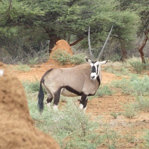 Gemsbok Namibia