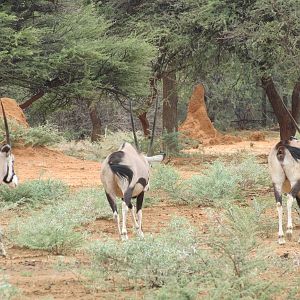 Gemsbok Namibia