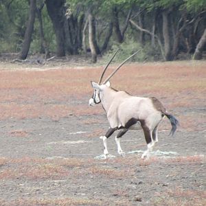 Gemsbok Namibia