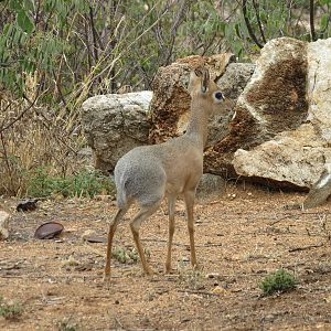 Damara Dik-Dik Namibia