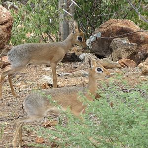 Damara Dik-Dik Namibia