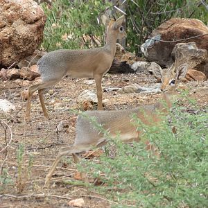 Damara Dik-Dik Namibia