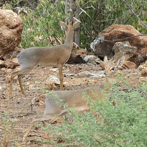 Damara Dik-Dik Namibia