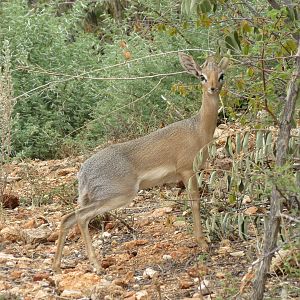 Damara Dik-Dik Namibia