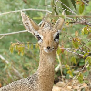 Damara Dik-Dik Namibia