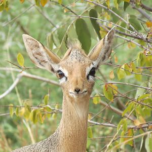 Damara Dik-Dik Namibia