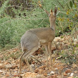 Damara Dik-Dik Namibia