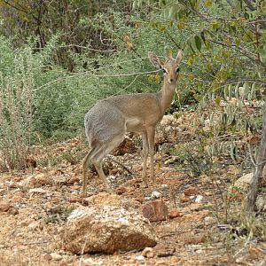 Damara Dik-Dik Namibia