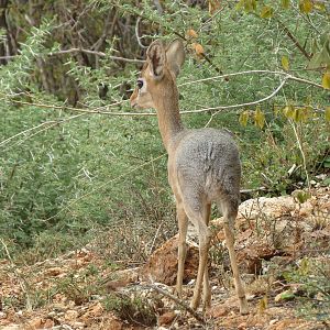 Damara Dik-Dik Namibia