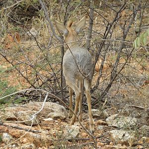 Damara Dik-Dik Namibia