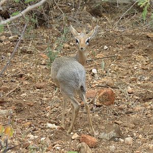 Damara Dik-Dik Namibia